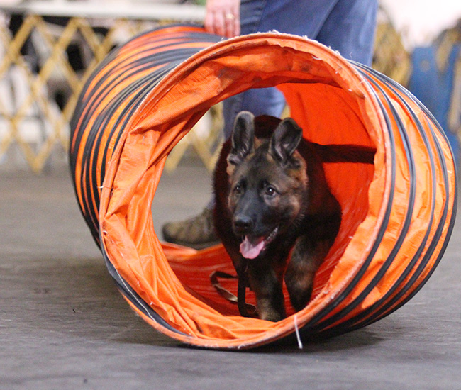 Classes Companion Dog Training Club of Flint